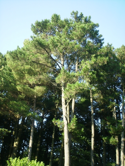 Picea abies e Pinus sp. pl.